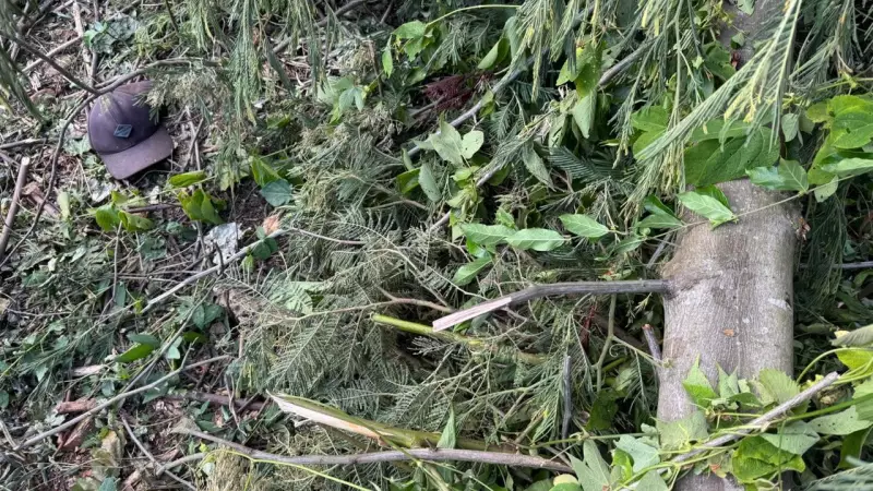 Queda de árvore mata idoso de 75 anos durante trabalho em Três Coroas