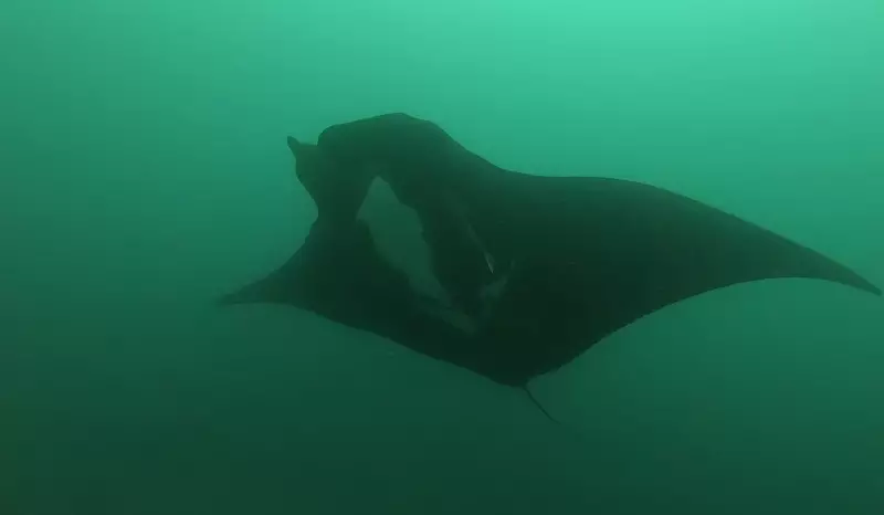 Raia-manta usa mergulhos de 1.200 metros como GPS para navegação em alto-mar