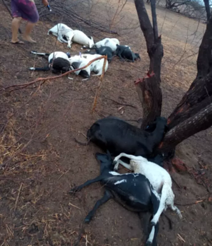 Raio mata 12 ovelhas em propriedade rural de Apodi, RN, durante chuva rápida