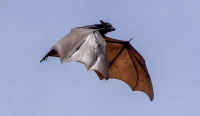 Raposa-voadora: gigante dos ares e reservatório do vírus Nipah na Ásia