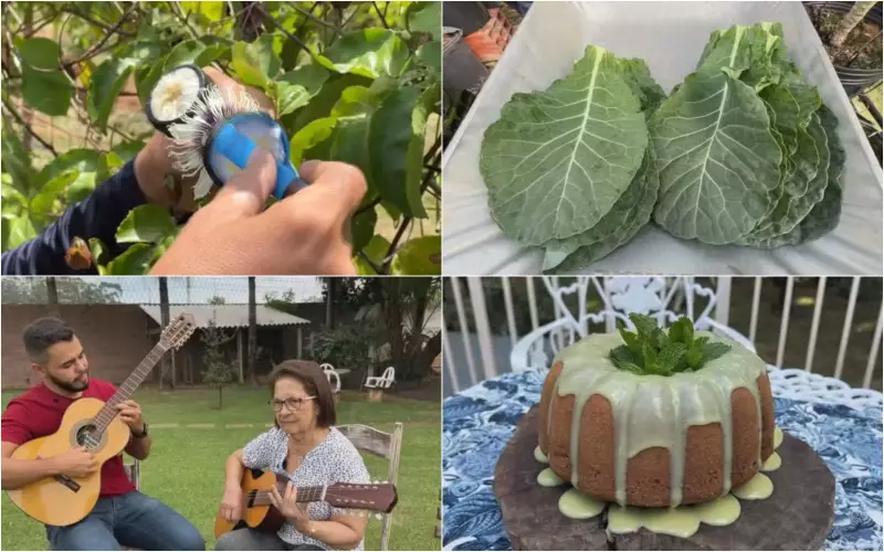 Retrospectiva 2025: Polinização manual do maracujá e couve em estufa no Nosso Campo