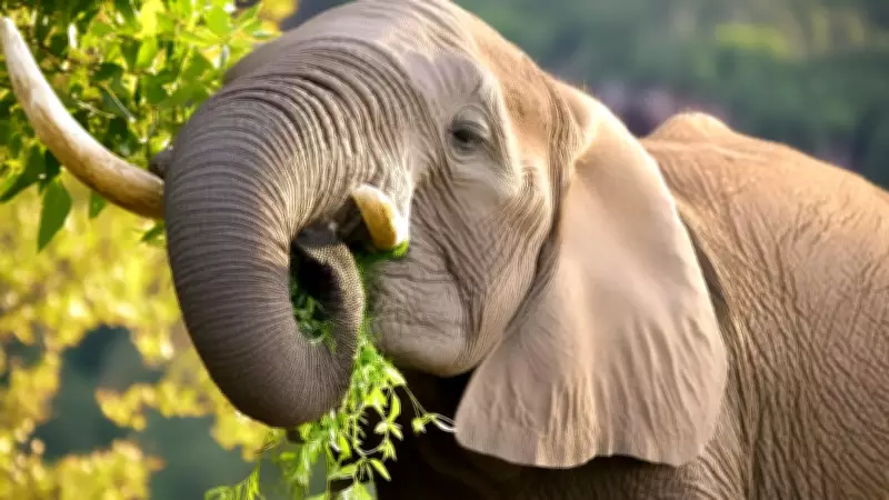 Riso Animal: Como Criaturas Expressam Alegria e Se Conectam