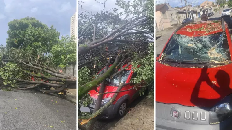Árvore de grande porte cai e destrói carro estacionado em Taubaté, SP