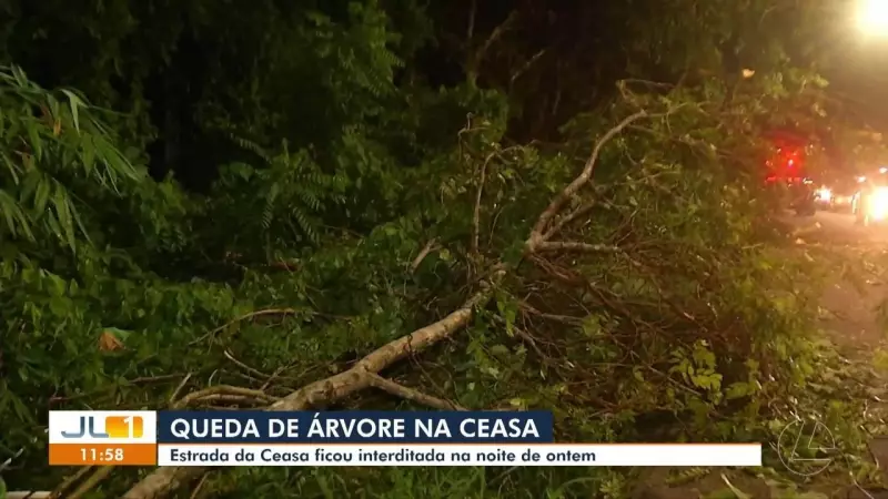 Árvore de grande porte cai em via da Ceasa após chuva forte em Belém