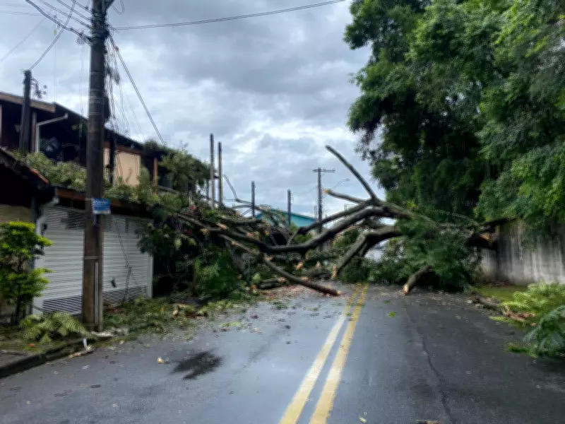 Árvore de grande porte cai sobre casas e interdita rua em Taubaté; outro incidente atinge capela em São Luiz do Paraitinga