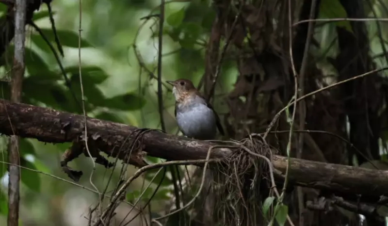 Sabiazinho-norte-americano retorna a Delfim Moreira após viagem de 7 mil km