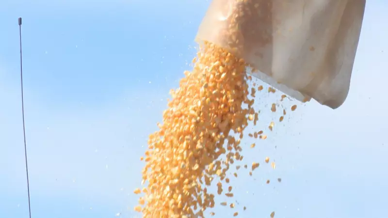 Safra de milho em Sergipe cresce 5% e atinge recorde histórico em 2025