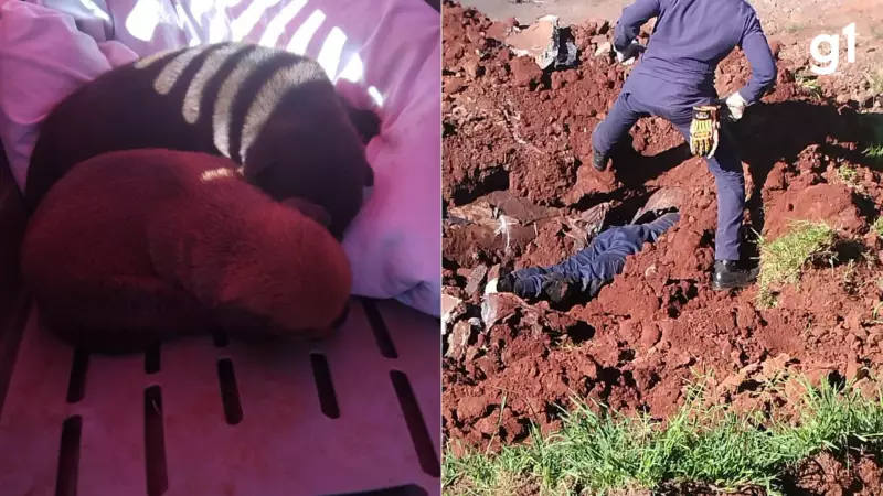 Sete filhotes são resgatados de tubulação na BR-158 no RS após operação complexa