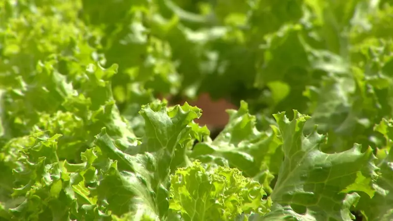 São Paulo é líder nacional na produção de alface com tecnologia hidropônica