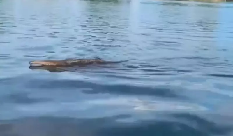 Tamanduá-bandeira é flagrado nadando em rio de Miguelópolis, SP; veja o registro raro