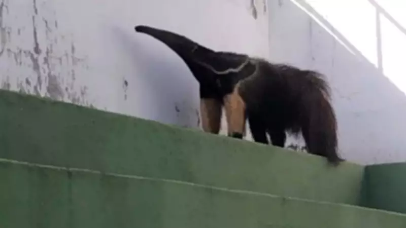 Tamanduá-bandeira faz visita inusitada a estádio de futebol em Tanabi, SP