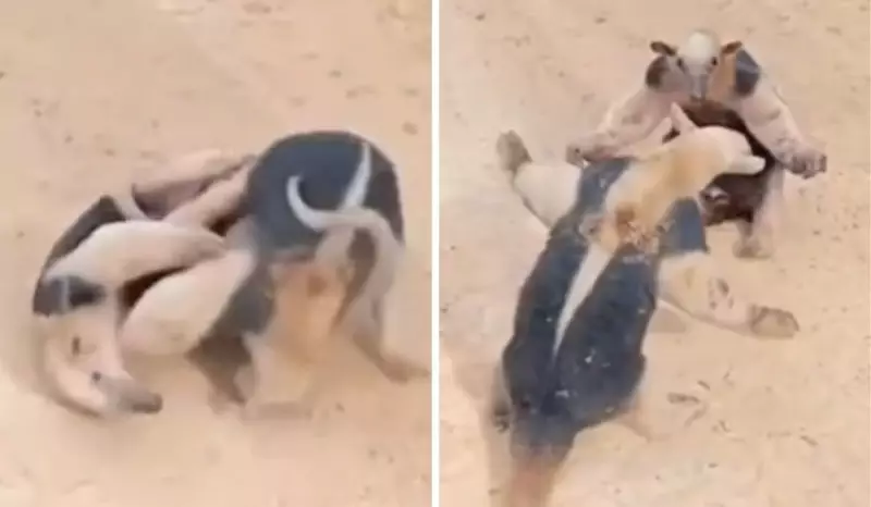 Tamanduás-mirins protagonizam 'UFC' na natureza em vídeo viral do Maranhão