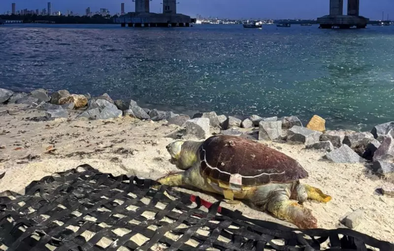 Tartaruga-cabeçuda é encontrada morta na praia da Redinha em Natal