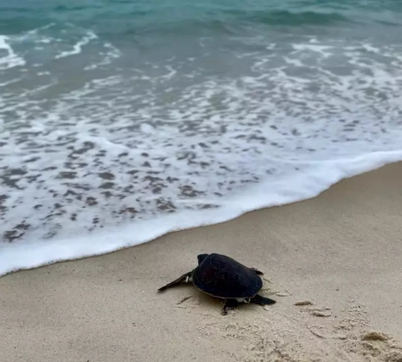 Tartaruga-verde reabilitada retorna ao mar em ação ambiental em Saquarema