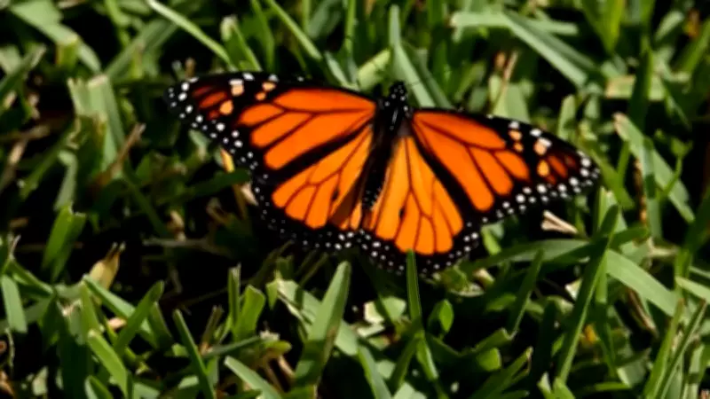 Tecnologia dos EUA desvenda padrões de migração de borboletas com rastreamento em tempo real