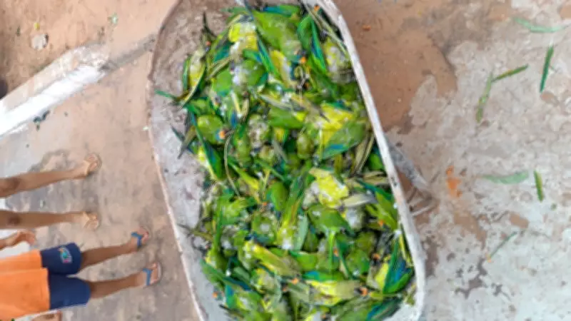 Tempestade no Maranhão derruba árvore e mata mais de 350 periquitos em abrigo