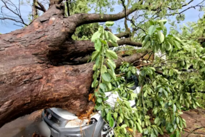 Temporal causa queda de 40 árvores e danos a carros em Teodoro Sampaio (SP)