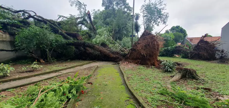 Temporal derruba 17 árvores em São José dos Campos e interdita casa