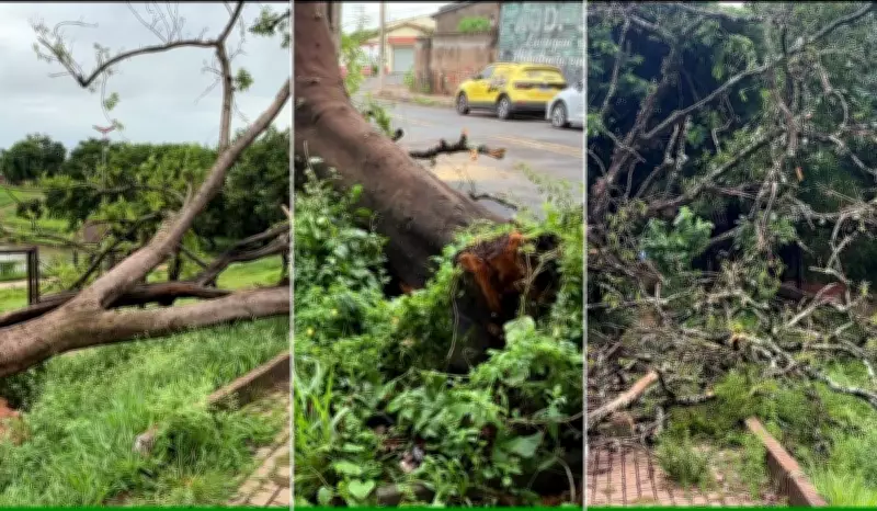Temporal em Limeira (SP) derruba 32 árvores e causa alagamentos