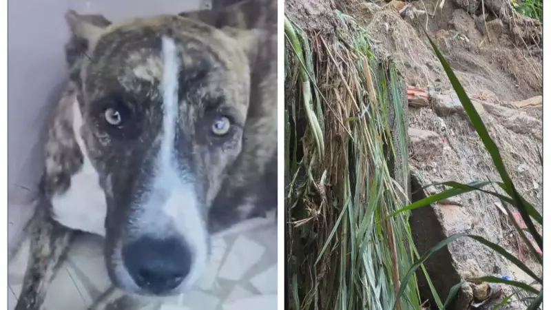 Temporal no Rio: Deslizamento no Alemão mata cachorra e casa é interditada