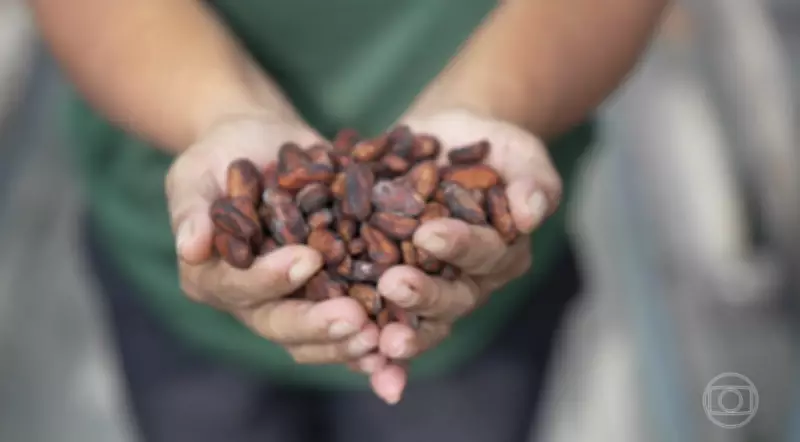 Torra do Café: O Momento Decisivo Que Define o Sabor da Bebida