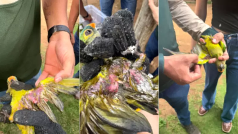 Tragédia Ambiental no Maranhão: Mais de 350 Periquitos Morrem Após Queda de Eucalipto