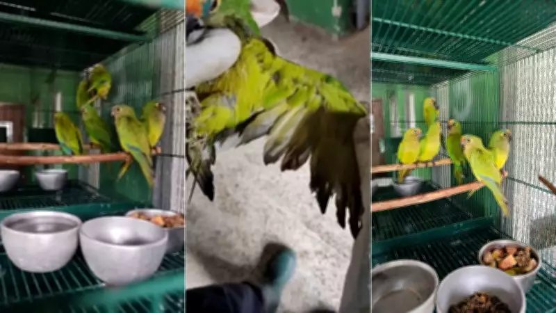 Três periquitos morrem durante transporte após queda de árvore que matou 350 aves no Maranhão