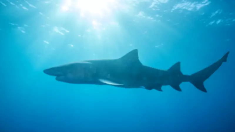Tubarão-cabeça-chata de 3,5 metros mata adolescente em praia de Olinda, aponta Cemit