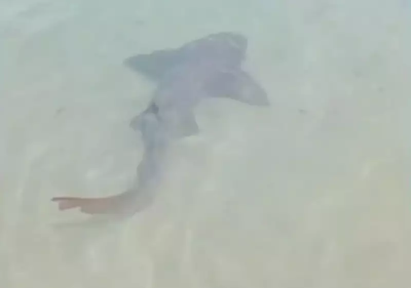 Tubarão-lixa ameaçado é filmado em águas rasas da Praia de Ponta Negra, Natal