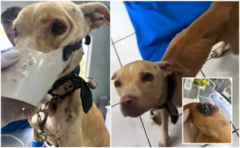 Tutor é preso após resgatar cachorra pit bull desnutrida e infestada por carrapatos em Nova Europa, SP