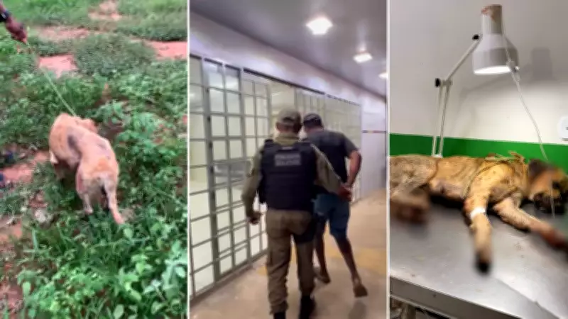 Tutor detido após agredir cachorro com madeira no Sul do Piauí; animal passa por cirurgia
