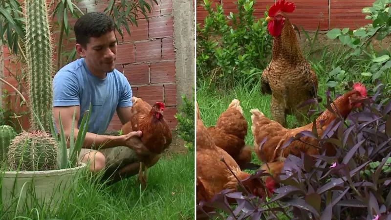 Veterinário transforma galinhas e galo em pets em Teresina: amor por aves desde a infância