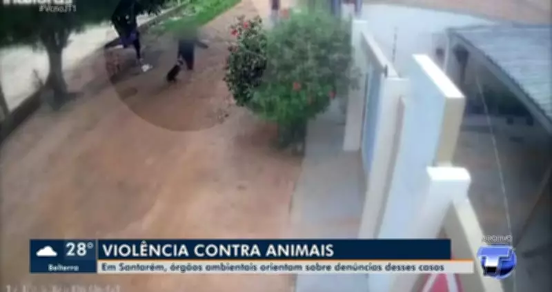 Violência contra animais: Santarém registra até 15 denúncias mensais de maus-tratos