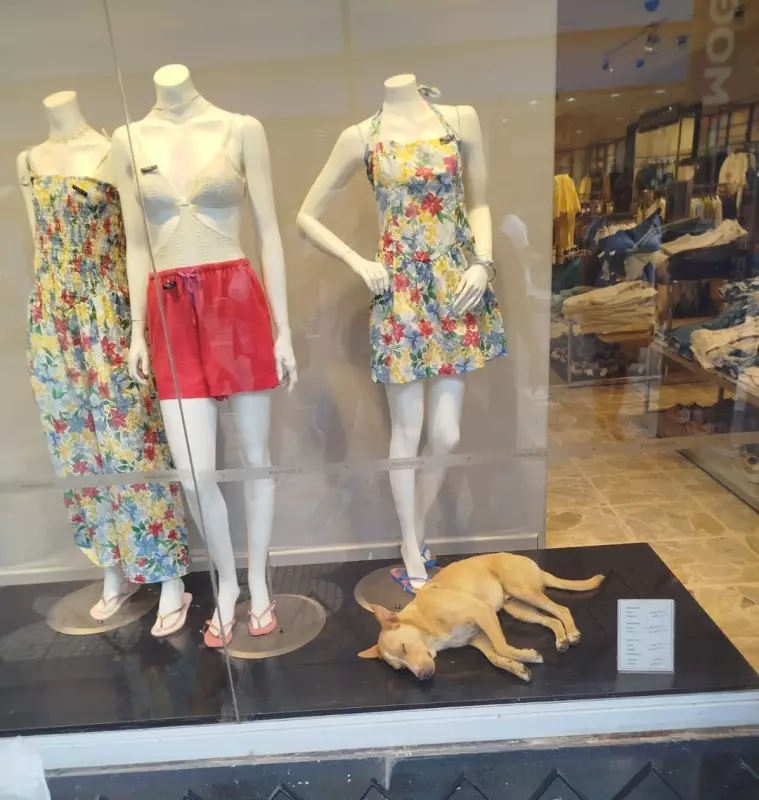 Vira-lata 'caramelo' dorme em vitrine com ar-condicionado para fugir do calor em Mogi