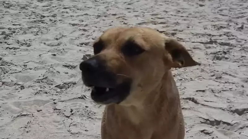 Vira-lata Caramelo se torna guia turístico em trilha da Praia do Peró, em Cabo Frio