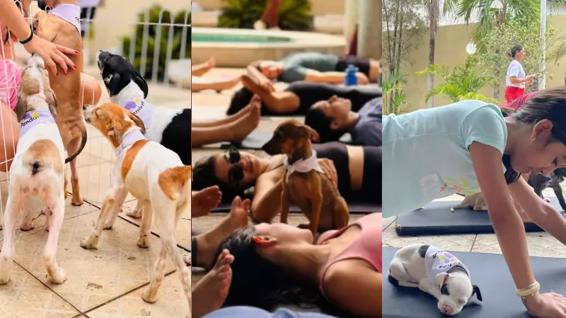 Yoga com filhotes vira feira de adoção de animais resgatados em Teresina
