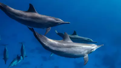 5 Fatos Surpreendentes Sobre Golfinhos: Inteligência e Papel na Guerra