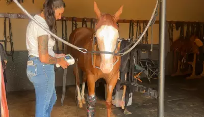 Acupuntura e quiropraxia: técnicas humanas reabilitam cavalos em Avaré