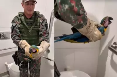 Arara-canindé jovem é resgatada em banheiro de fábrica em Campo Grande