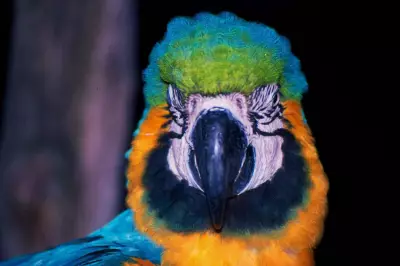 Araras-canindés retornam ao Rio após extinção com soltura histórica no Parque da Tijuca