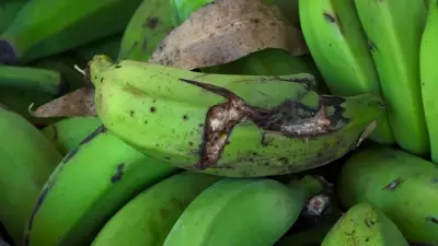 Bananas descartadas viram amido e renda extra para produtores do ES