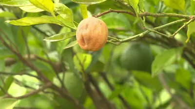 Brasil investe R$ 200 milhões em centro de pesquisa contra o greening