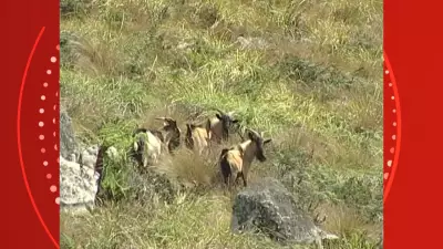 Cabras de Halley: como o astrônomo causou devastação na Ilha da Trindade