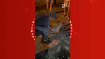 Cachorrinha cega e surda de 14 anos é resgatada após 2 horas presa em tubulação