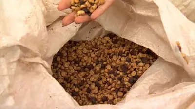 Café brasileiro enfrenta desafios no primeiro semestre de 2026 após queda nas exportações