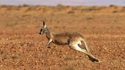 Cangurus gigantes de 250 kg podiam saltar, revela estudo de fósseis