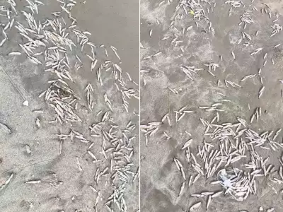 Centenas de peixes mortos causam mau cheiro em praia de Mongaguá, SP