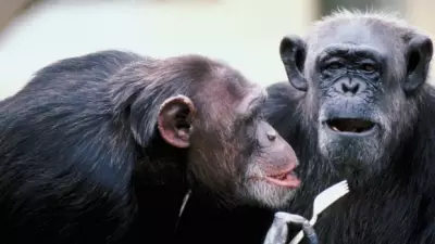 Estudo revela: macacos têm mais relações homossexuais sob estresse