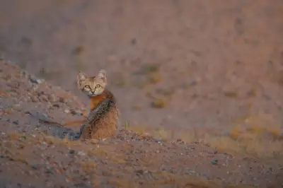 Gato-do-deserto: o menor felino selvagem é flagrado no Kuwait