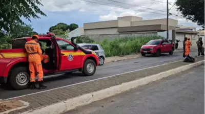 Homem de 54 anos morre atacado por enxame de abelhas em Várzea da Palma